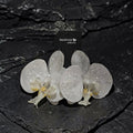 White Glitter / Sparkle Orchid Earrings